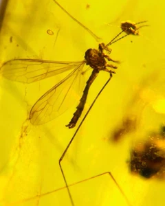 Burmese fossil burmite Cretaceous amber mosquito insect fossil amber Myanmar - Picture 1 of 5