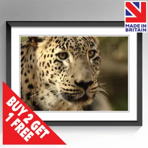Wild Leopard Poster Print Widlife Animal Wall Art Framed Unframed A3 A4 A5 Sizes - Picture 1 of 14