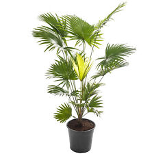 Livistona Fan Palm Large Indoor Tropical House Plant Real Evergreen Tall Plants