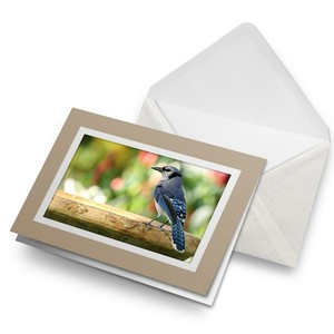 Greetings Card (Biege) - Blue Jay Bird North America USA  #21257