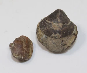 Brachiopode, Spiriferina sp., Jura, Lias, Erzingen, Balingen, Deutschland -a521 - Picture 1 of 8