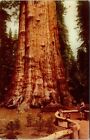 Sequoia Nationalpark Big Tree Fresno Highway 180 198 General Sherman Postkarte 76