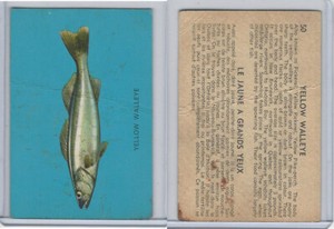 V339-19 Parkhurst, Fish, 1962, #50 Yellow Walleye