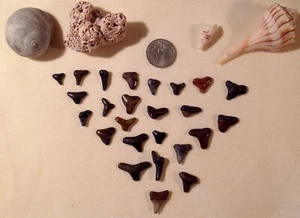 Ocean Bounty 25 SHARK Teeth PLUS Other Shells and Ocean Items - Picture 1 of 4