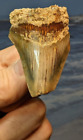 Megalodon Shark Fossil Tooth. 52mm. Gift Boxed. As Shown. 12-15 Million yrs old.