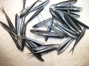 200-1 1/2"-INCH-MICRO-CRAPPIE-PANFISH-SHAD MINNOW-ICE GRUB-JIG-split tail-flukes - Picture 1 of 9
