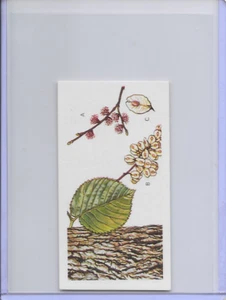 1966 Trees In Britain English Elm Ulaceae Brooke Bond Tea Card #32 - Picture 1 of 2