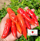 Chilli Aji Crystal Great Taste & Extremely Prolific Grown in Australia 10 Seeds