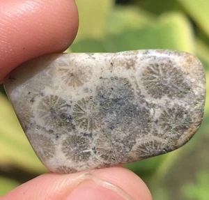 3gr AMAZING NATURAL INDONESIAN SLICE SILICIFIED CORAL FOSSIL - Picture 1 of 7