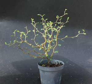 Sophora prostrata Little Baby 9cm Pot Ideal for Bonsai and Coastal gardens - Picture 1 of 2