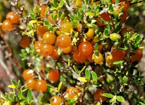 10 x NATIVE MOUNTAIN CURRANT SEEDS-COPROSMA NITIDA-BUSH TUCKER-COFFEE SUBSTITUTE - Picture 1 of 3