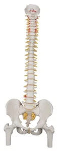 NEU 3B Scientific Classic flexibles Wirbelsäulenmodell mit Oberschenkelköpfen A58/2 - Bild 1 von 1