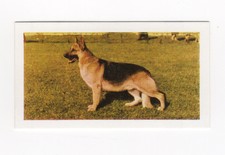 Hornimans Tea Dog Cards 1961. Alsatian (German Shepherd)