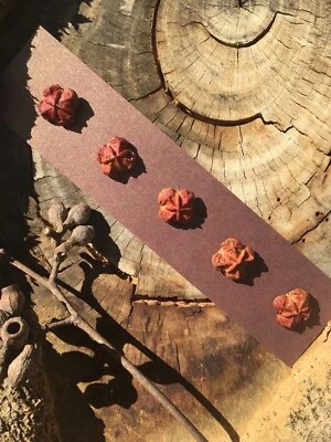 5 x Red-Orange Australian Gumnut Buttons - Handmade Natural Wood - Image 1 of 4