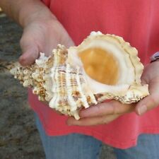 8 inch Frog Shell Seashell Sea Shells Seashells #44624