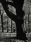 1933 Original Forest Trees Paysage Paysage Hein Gorny Allemagne Photo Gravure Art 16X20