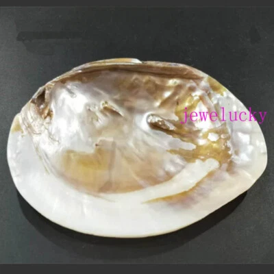 Beige WhiteHuge Mother of Pearl Shell Baroque Clam 145mm-160mm Random 1 Pcs - Image 1 of 4