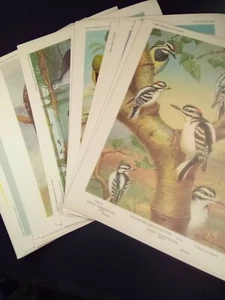 30 Vogelportraits in Farbe, Walter Breckenridge, 1960 mit Originalumschlag - Bild 1 von 7