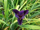 Iris louisiana ‘Black Gamecock’ - Marginal Pond Plants - Water Plants - MP052