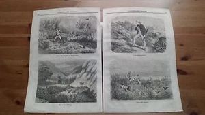 1873 Illustrazione: Caccia alla Beccaccia, Pernice e Coturnici e Cacciatore - Picture 1 of 1