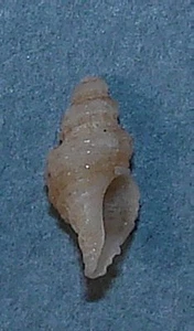 MUREX SCROBICULATA 10,60 mm HERMOSO ESPÉCIMEN Jeffreys Bay, Cabo, Sudáfrica - Imagen 1 de 2