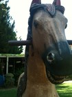 VINTAGE WOODEN RARE ROCKING HORSE. BIG SIZE.