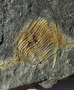 British Ordovician ARMOURED MACHAERIDIAN WORM PLUMULITES Rare Fossil Worm Plate - Picture 1 of 6