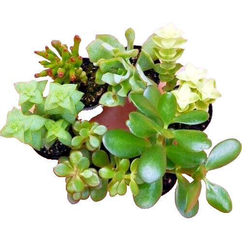 Succulents Crassula Mix 10 Live Unrooted Plant Cuttings Jade Money Variegated ++ - Image 1 of 1