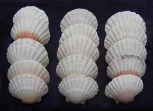 More details for scallop shells x 15. scallop shells for aquariums, shell art, sea food platters?