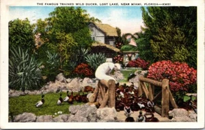 Postcard Famous Trained Wild Ducks Lost Lake Miami Florida Posted 1939 - Picture 1 of 2