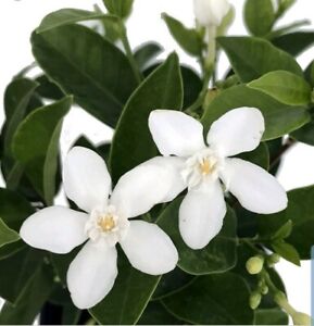 Asian Snow Jasmine Live plant~Wrightia antidysenterica~Plug Size 3 to 5 inches 
