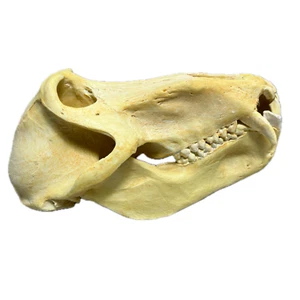 Vintage Chacma Pavian Schädel Replik Zubehör für Anatomie Papio Ursinus - Bild 1 von 13
