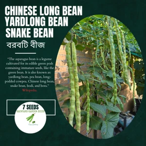 Snake Bean, Borboti (বরবটি) Yardlong Bean, Chinese Long Bean High Yield 7 Seeds - Picture 1 of 8
