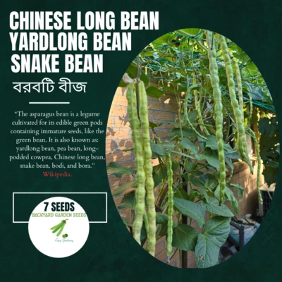 Snake Bean, Borboti (বরবটি) Yardlong Bean, Chinese Long Bean High Yield 7 Seeds - Image 1 of 4
