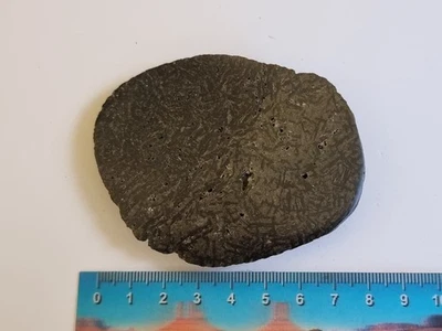 Iguanodon Dinosaur Bone Fossil - Image 1 of 2