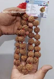 5 Mukhi Rudraksha / Five Face Rudraksh 23-24mm Nepal bead Kantha Mala -CERTIFIED - Picture 1 of 4
