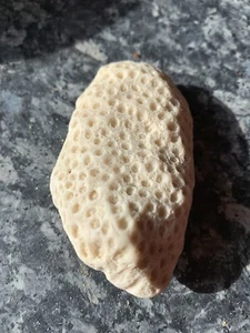 aquarium coral rock from the Indian Ocean wonderful for any tank🙏 - Picture 1 of 2