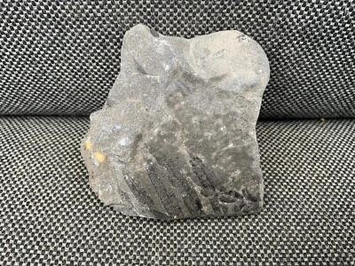 Unidentidied sp. Fossil Plant Remains, Carboniferous, USA, Unknown Location. - Image 1 of 4