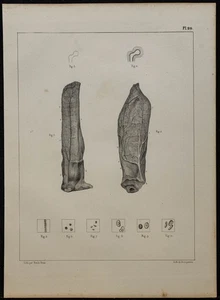 1839 - Placa De Anatomía - Oreja De Conejo Y Sangre - Litografía - Picture 1 of 3