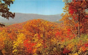 Postkarte TN: Herbstfarben, Great Smoky Mountains NP, Tennessee 1955 - Bild 1 von 2