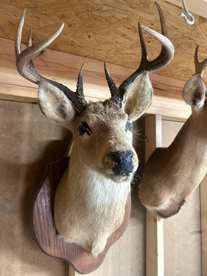 COLA BLANCA CIERVO BUCK 6 Puntos Hombro Cabeza Montaje Taxidermia Enorme 40" Alto TROFEO Foto 1 de 4