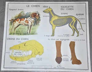 Ancienne affiche pédagogique scolaire collection école Chien Taupe Chauve-souris - Foto 1 di 6