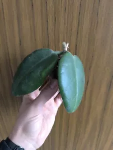 Hoya Calycina - Imagen 1 de 5