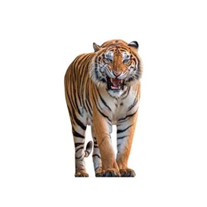 aahs!! Engraving Animal Life Size Cardboard Cutout Stand Up | Standee Picture Po - Picture 1 of 2