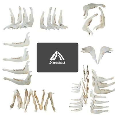 Unterkiefer Knochen Kuh Damwild Reh Rothirsch Wildschwein Kiefer zum Basteln - Bild 1 von 4