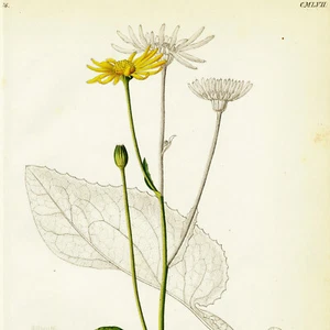 1834 REICHENBACH FLORA Hand-Colored Engraving, DORONICUM (Leopard's Bane) - Picture 1 of 8
