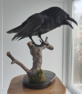 Taxidermy Stuffed Bird Raven Corvus Corax