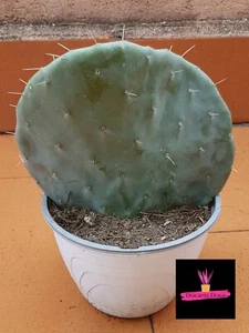 OPUNTIA TOPOLINO (Opuntia Robusta) rara pianta ficodindia pale tonde. 20/30 cm. - Foto 1 di 4