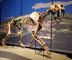 EXTINCT SMILODON SKELETON GLOSSY POSTER PICTURE PHOTO PRINT BANNER 10737 - Picture 1 of 1