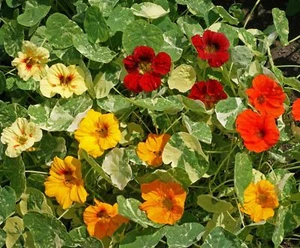 Nasturtium Alaska Mix - Tropaeolum majus - 10+ semillas - ¡FLORACIÓN! Ed 016 - Imagen 1 de 1